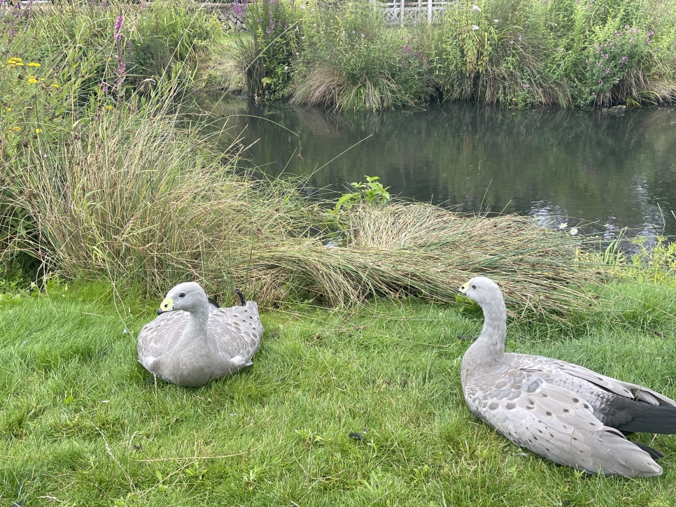 Cape Barren geese join the flock! 